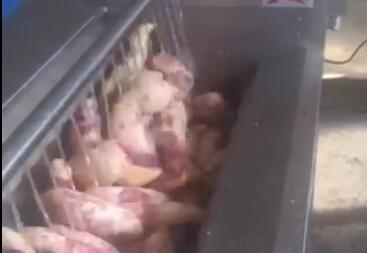 根莖類全自動洗菜機(jī)-紅薯、馬鈴薯智能洗菜機(jī)